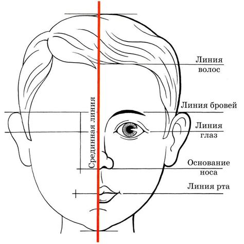 Шаг 4: Построение глаз и ушей