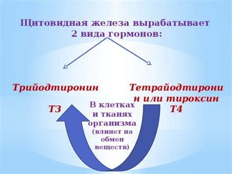 Щитовидная железа: влияние на обмен веществ и энергетический баланс