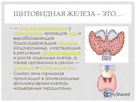 Щитовидная железа: регулировка обмена веществ