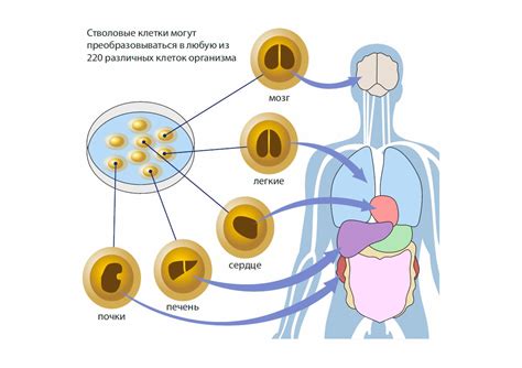 Экологические преимущества и поддержка стволовых клеток