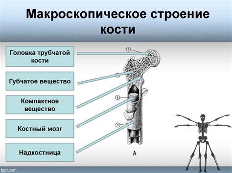 Эластичность металла и костей: кто более гибок?