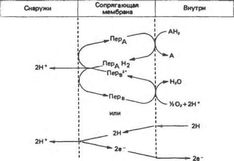 Электрохимический механизм предотвращения окисления