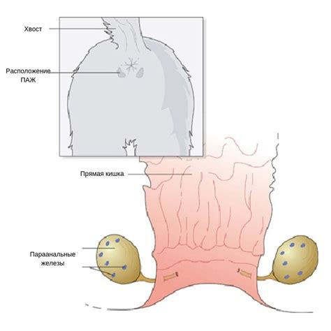 Этапы процесса очистки параанальной железы у собаки