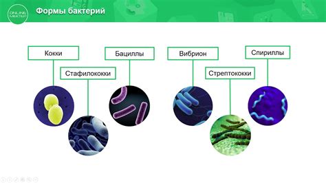 Эффективность и экономический выигрыш от применения бактерий