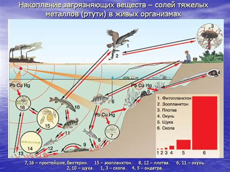 Эффективность солей тяжелых металлов в борьбе с инфекциями