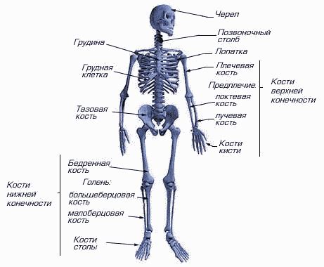 а) Построение простого скелета