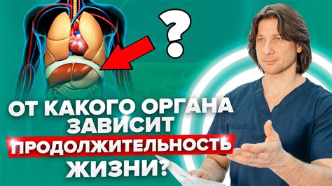  Как работает копчиковая железа? 