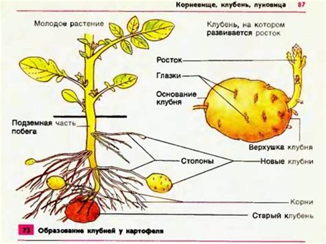  Картофельный клубень - еда, которой можно покормить свинок в игре 