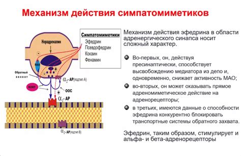  Механизм действия кориандра 