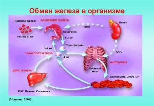  Нарушение обмена железа в организме 