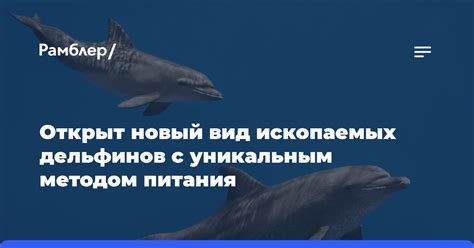  Основные продукты для питания дельфинов 