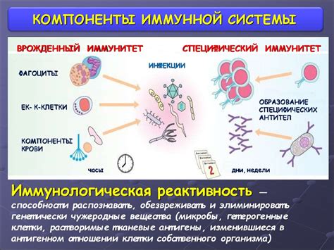  Регулирование иммунной системы 