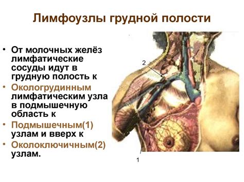  Рекомендации для поддержания здоровья лимфатической системы в грудной железе 